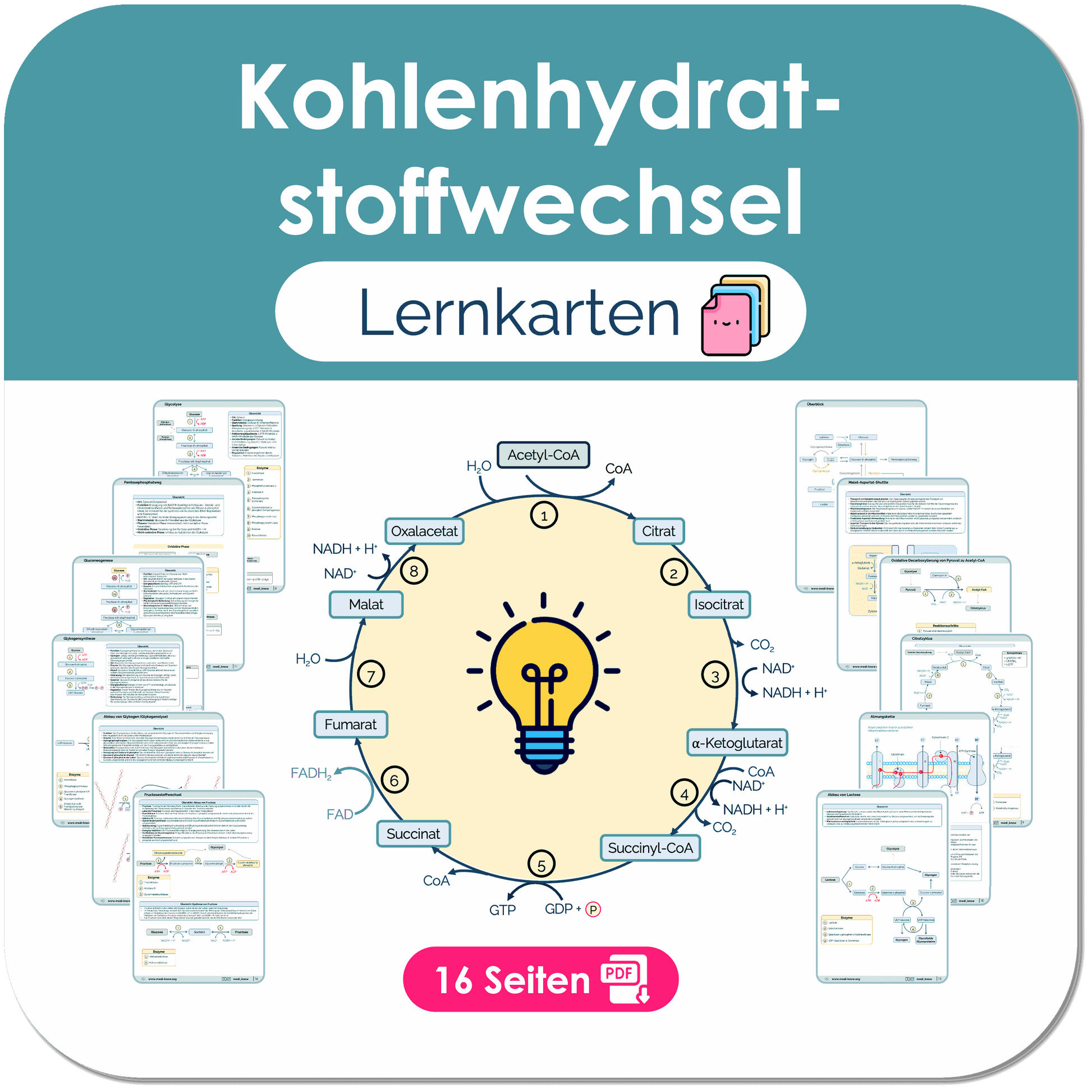 Kohlenhydratstoffwechsel - Lernkarten