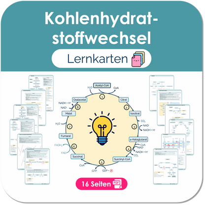 Kohlenhydratstoffwechsel - Lernkarten