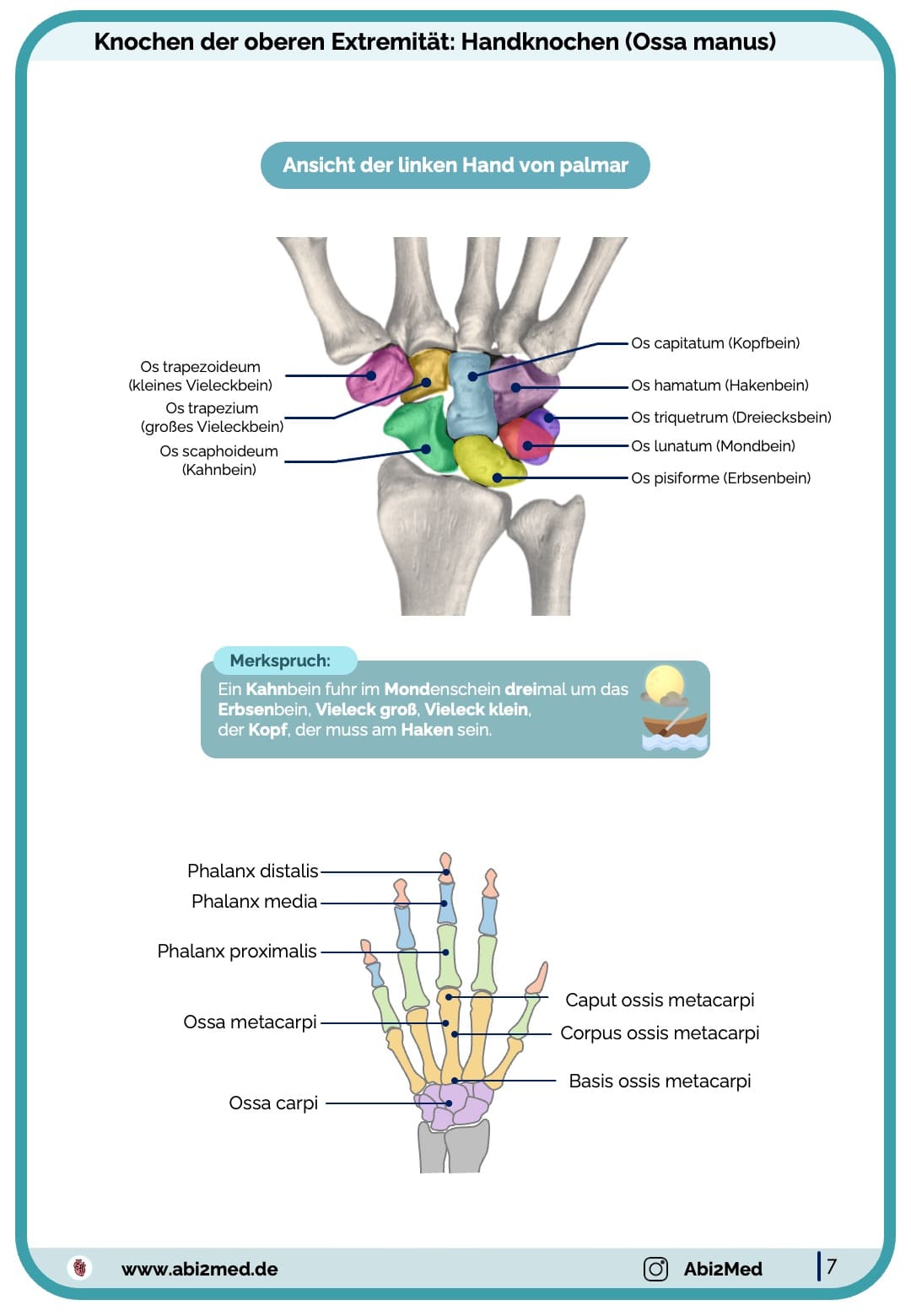 Handknochen Anatomie