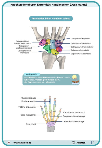 Handknochen Anatomie