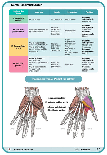 Muskeln (Anatomie) - Lernkarten