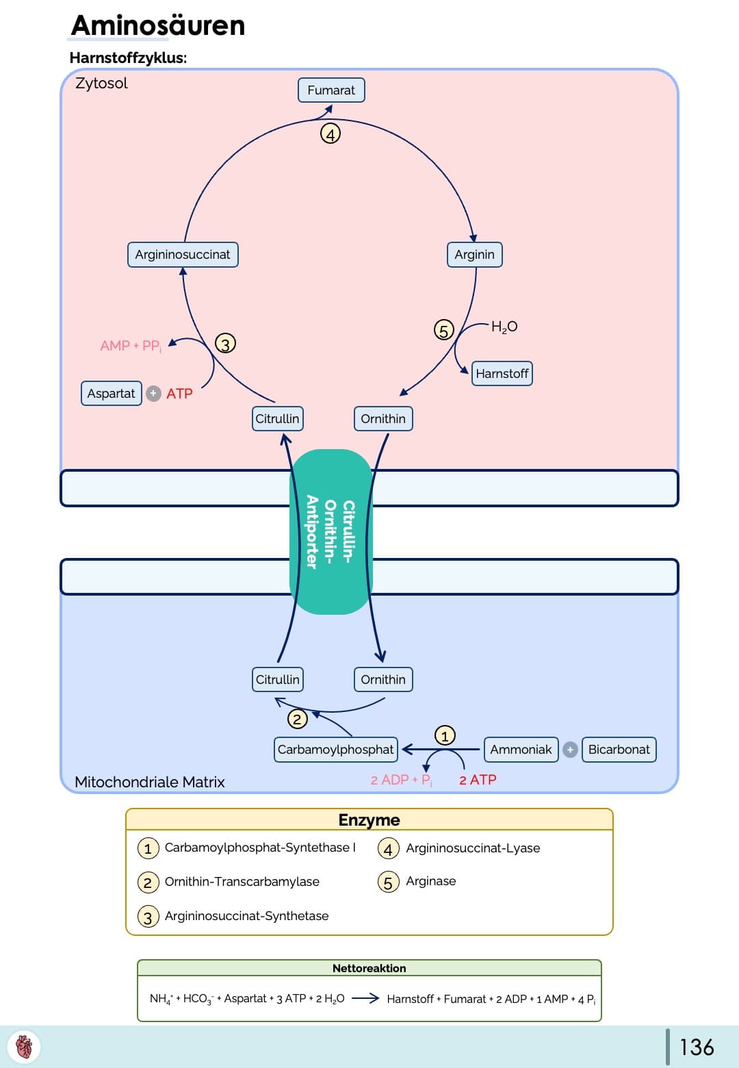 Biochemie-Skript (Teil 1)