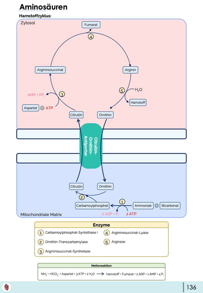 Biochemie-Skript (Teil 1)