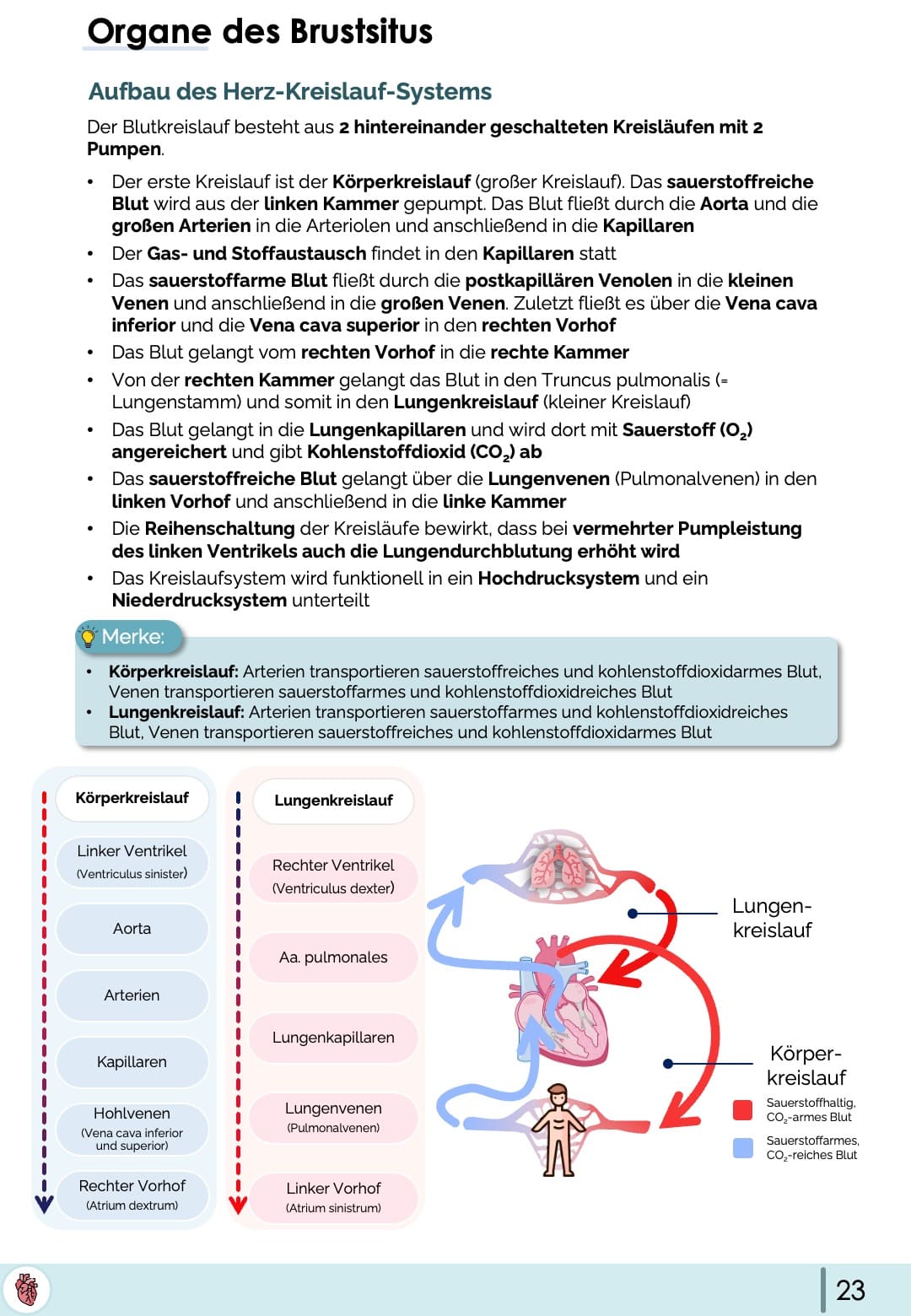 Anatomie-Skript - Thoraxorgane