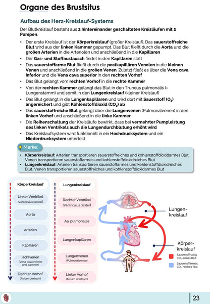 Anatomie-Skript - Thoraxorgane