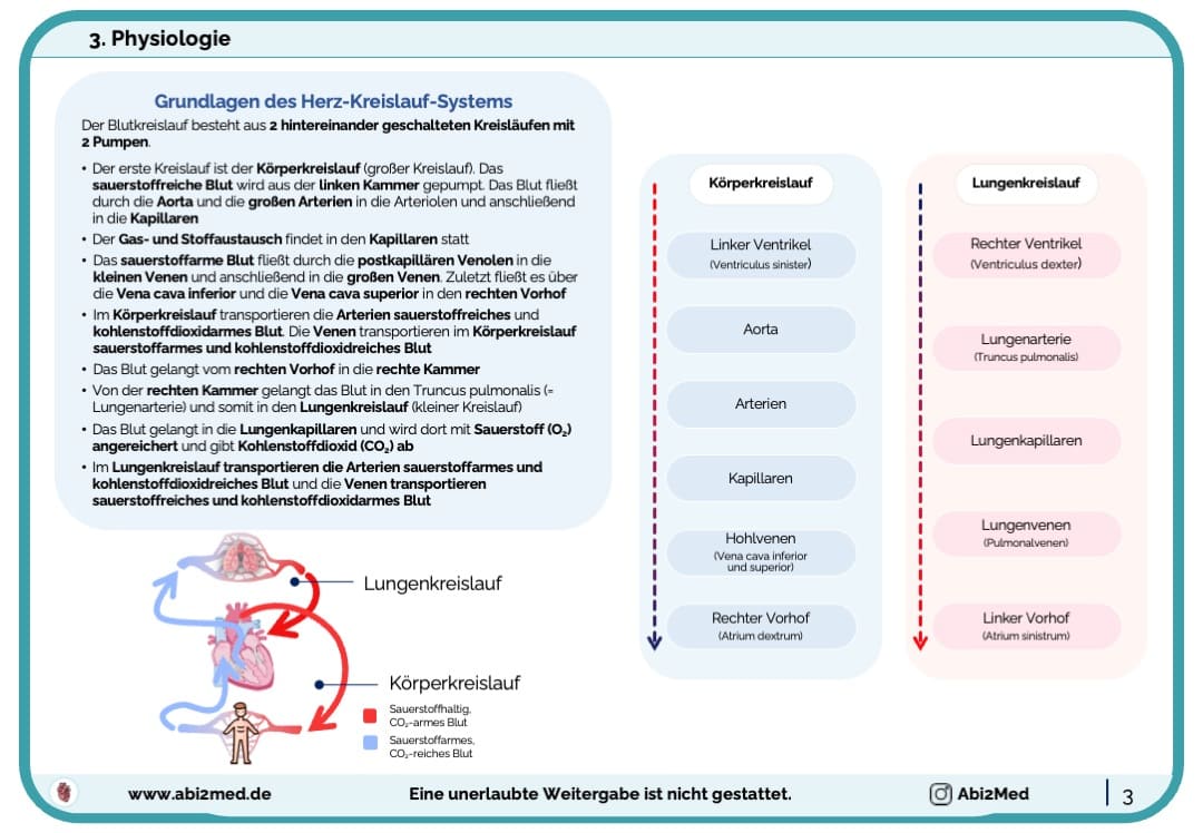 Herz (Physiologie) - Lernkarten