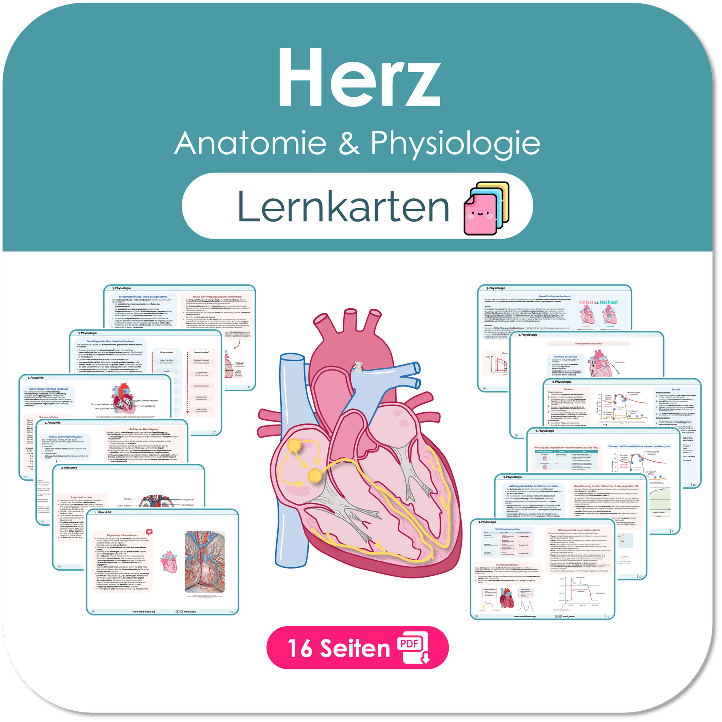 Anatomie Herz