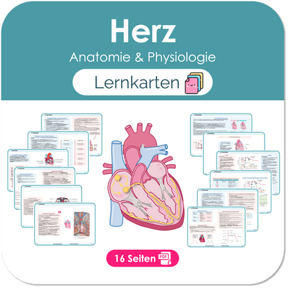 Anatomie Herz