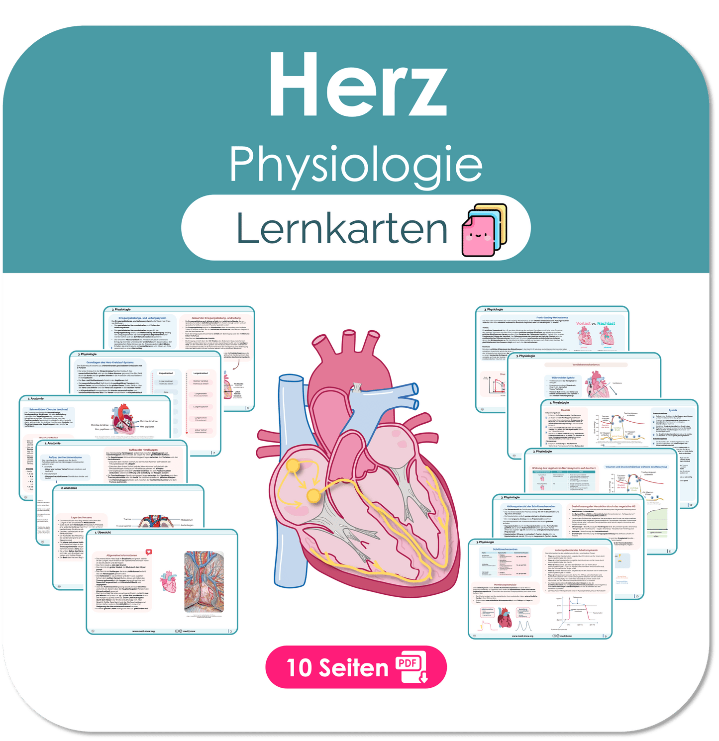 Herz (Physiologie) - Lernkarten