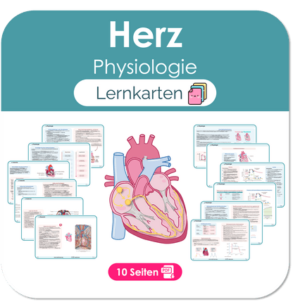 Herz (Physiologie) - Lernkarten