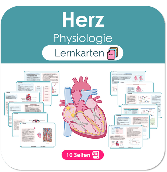 Herz (Physiologie) - Lernkarten