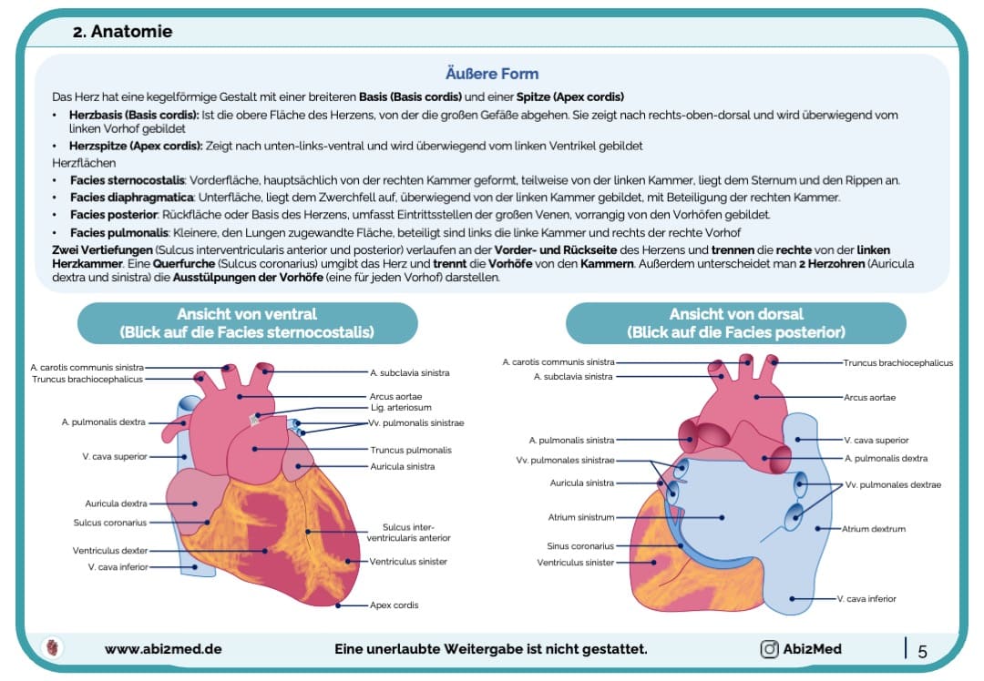 Herz (Anatomie) - Lernkarten