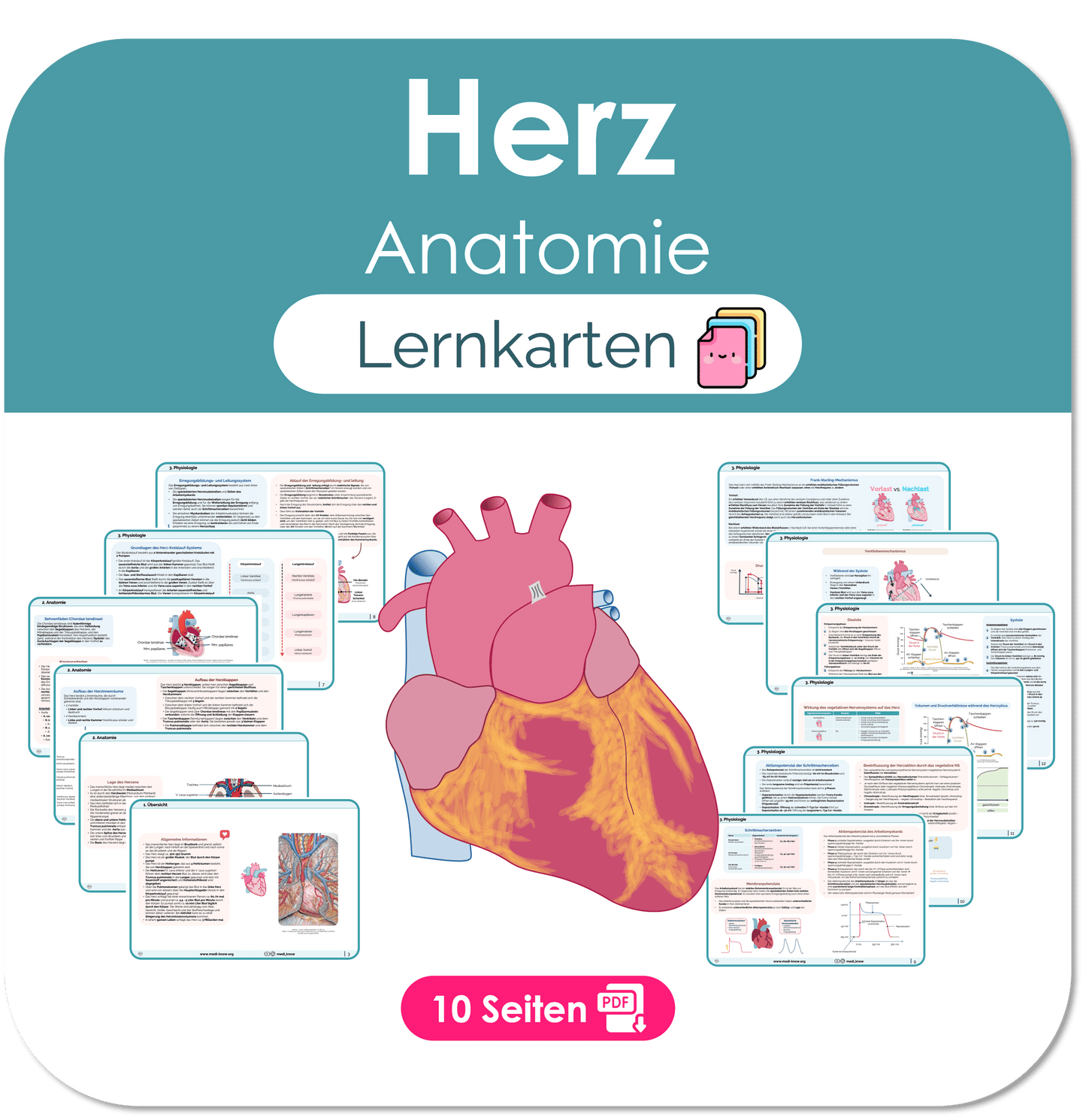 Herz (Anatomie) - Lernkarten