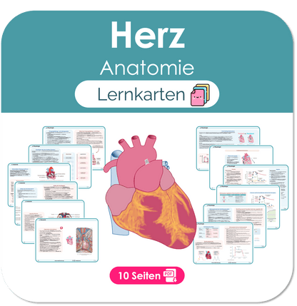 Herz (Anatomie) - Lernkarten