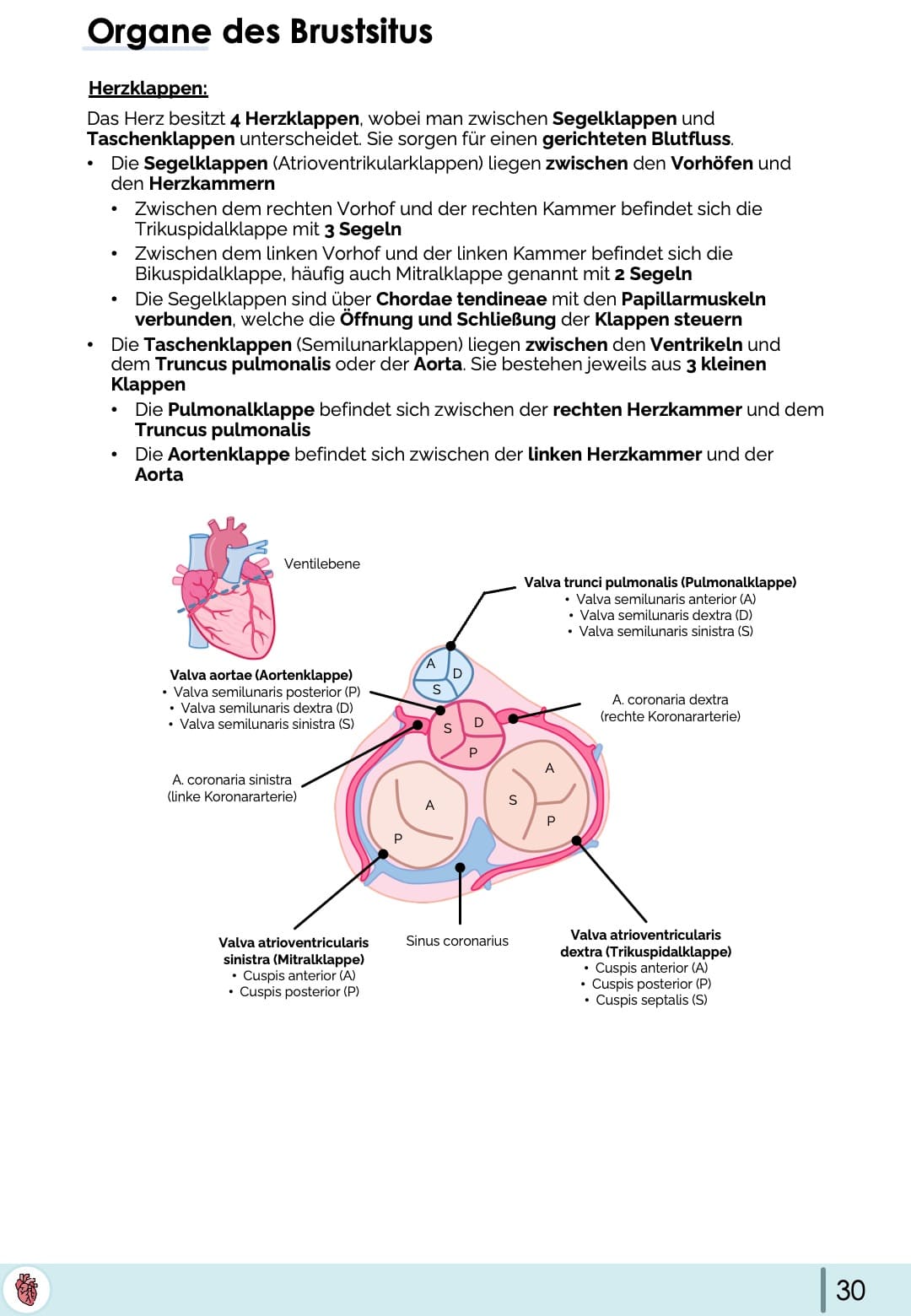 Anatomie-Skript - Thoraxorgane