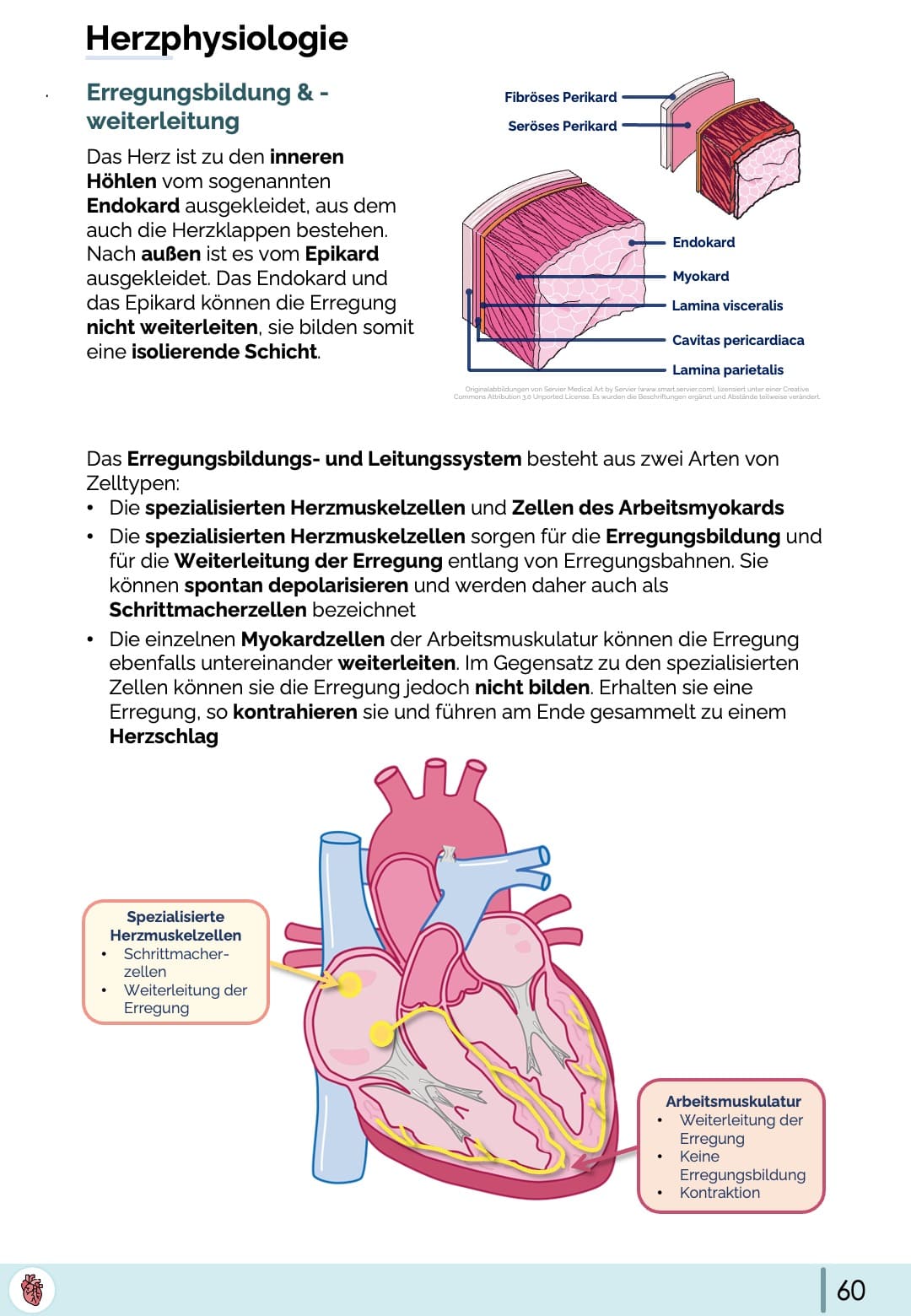 Herzphysiologie