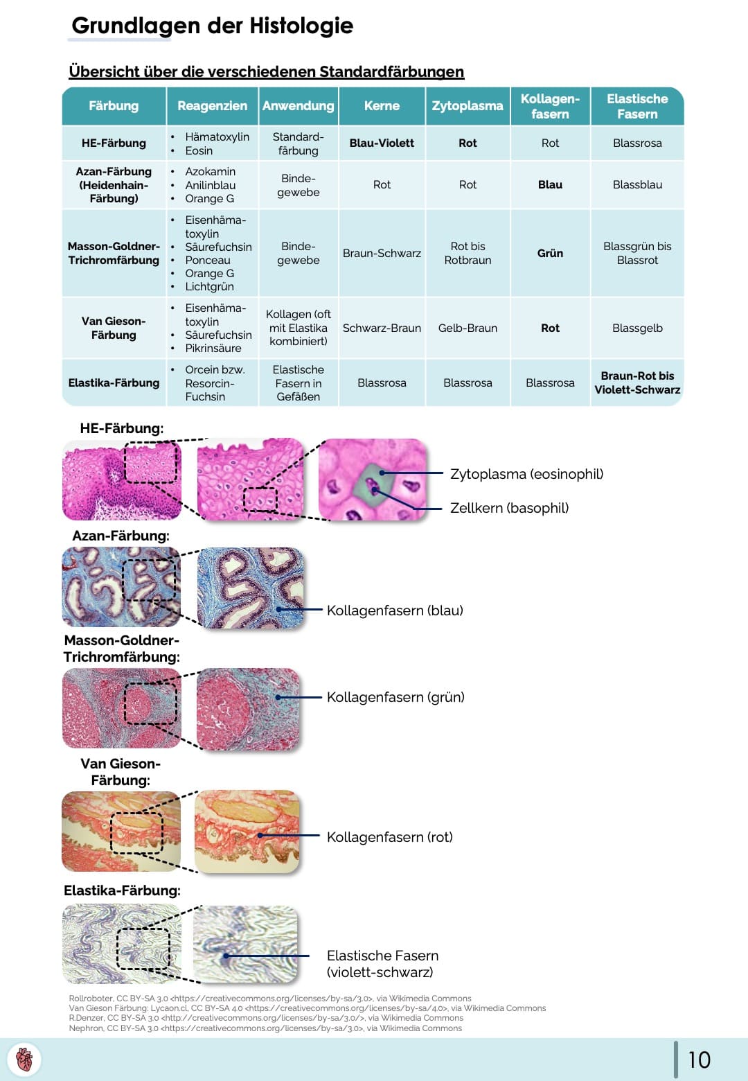 Grundlagen Histologie