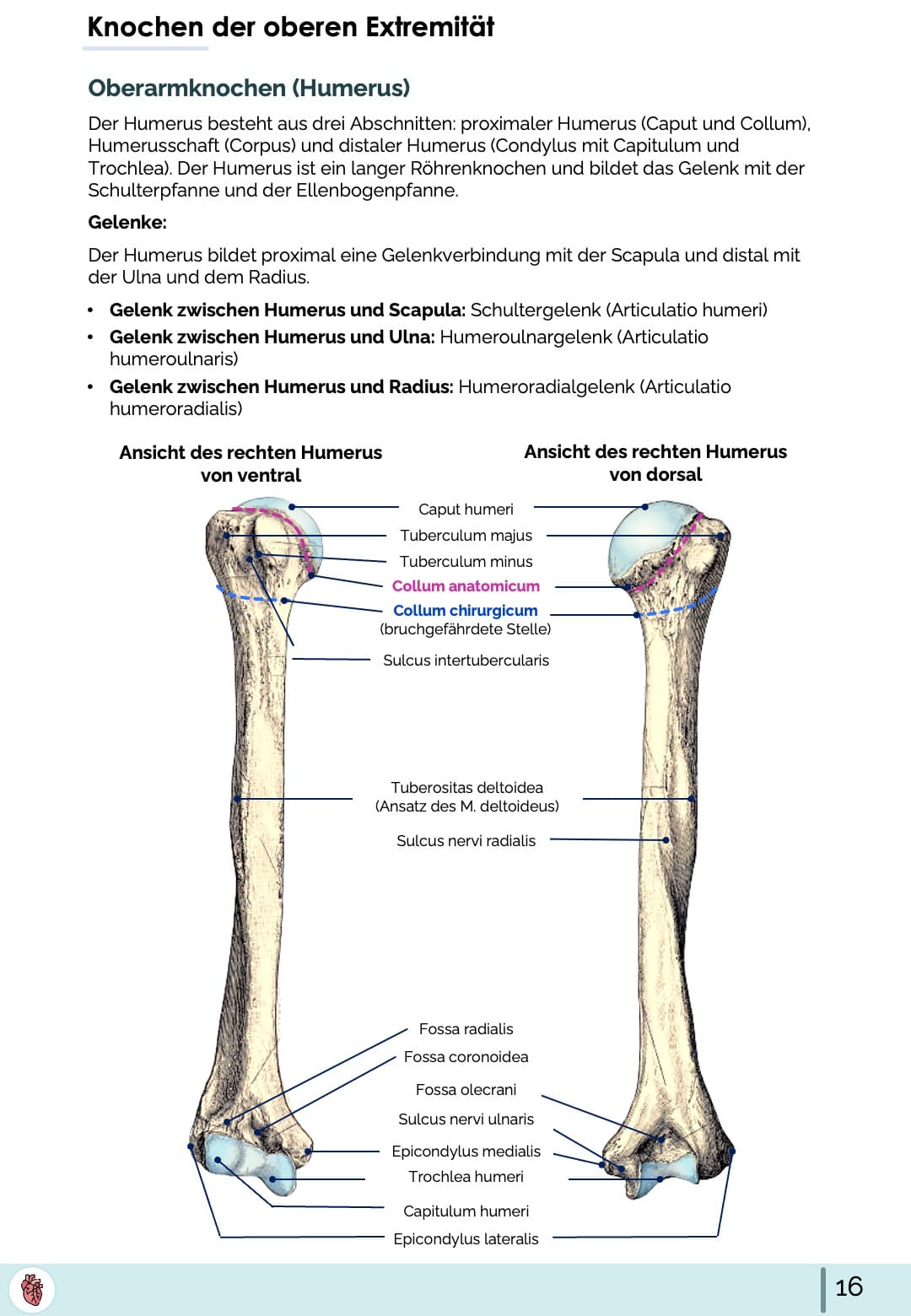 Humerus Anatomie