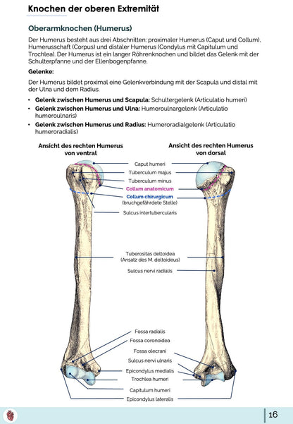 Humerus Anatomie