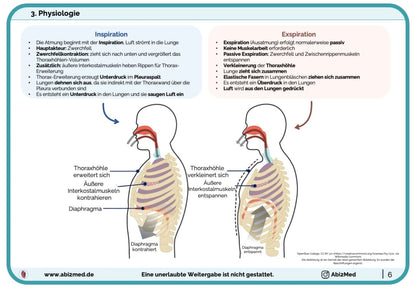 Respiratorisches System (Anatomie & Physiologie) - Lernkarten