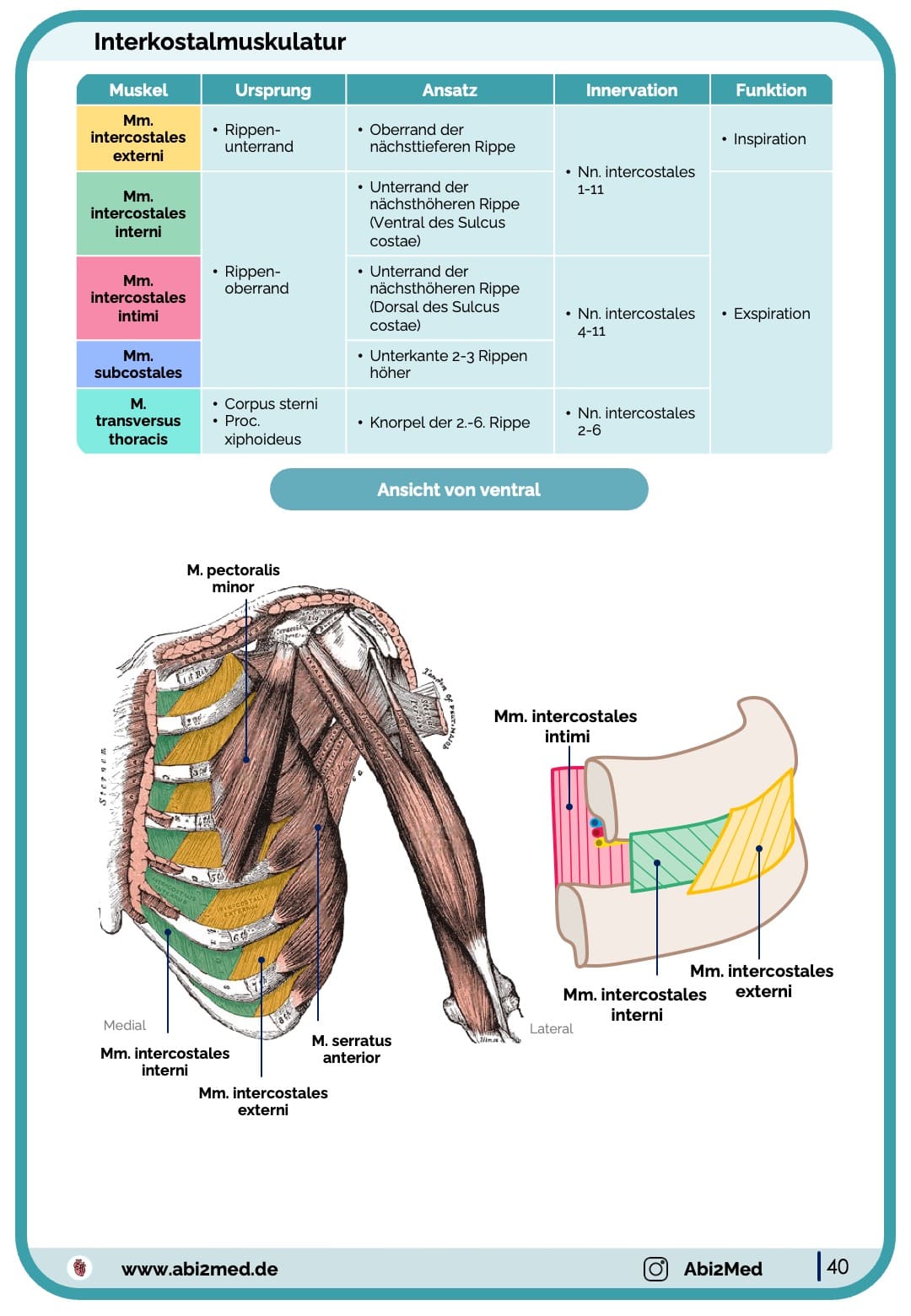 Muskeln (Anatomie) - Lernkarten