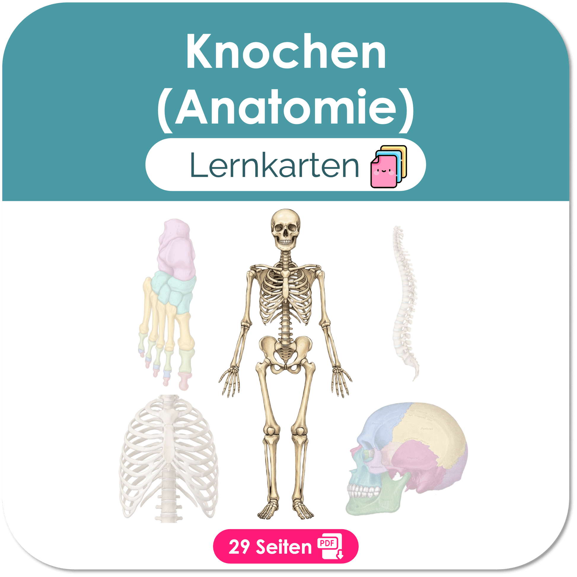 KnochenAnatomie