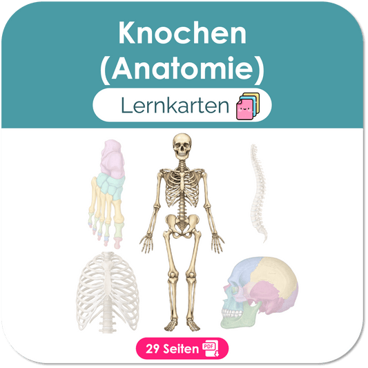 KnochenAnatomie