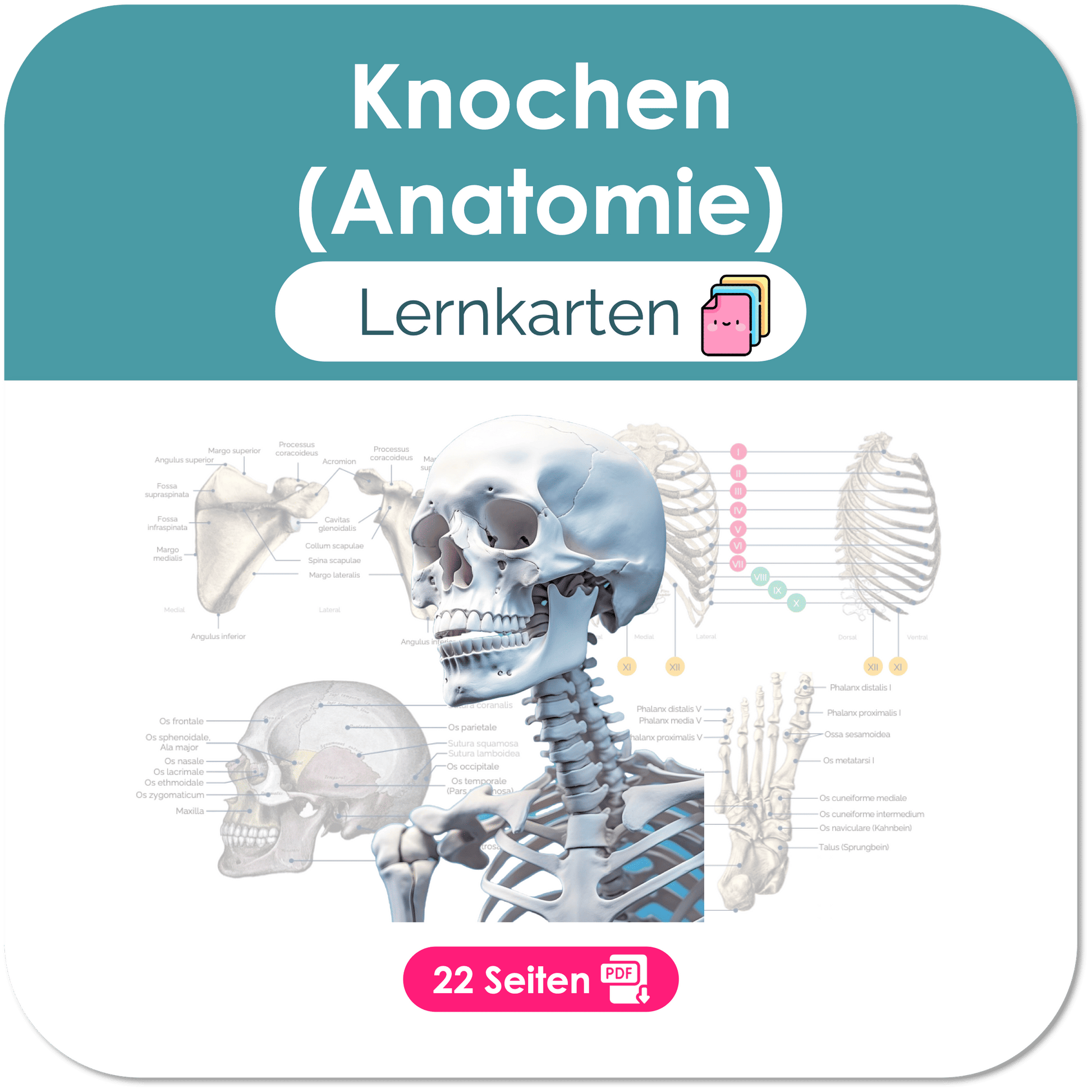 Knochen Anatomie