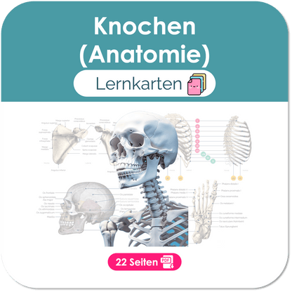 Knochen Anatomie