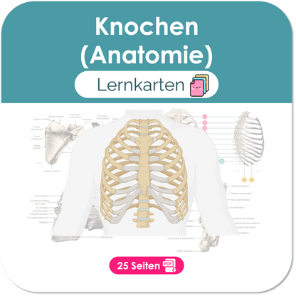 Knochen (Anatomie) - Lernkarten