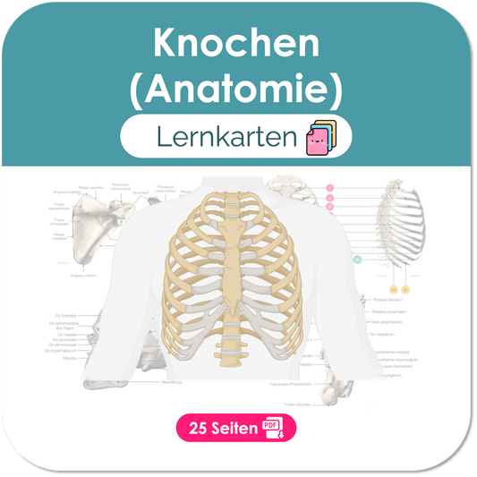 Knochen (Anatomie) - Lernkarten