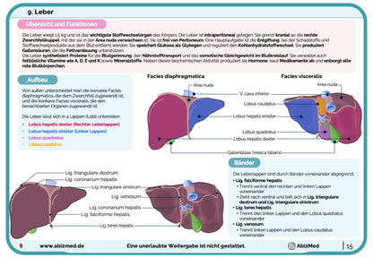 Leber Anatomie