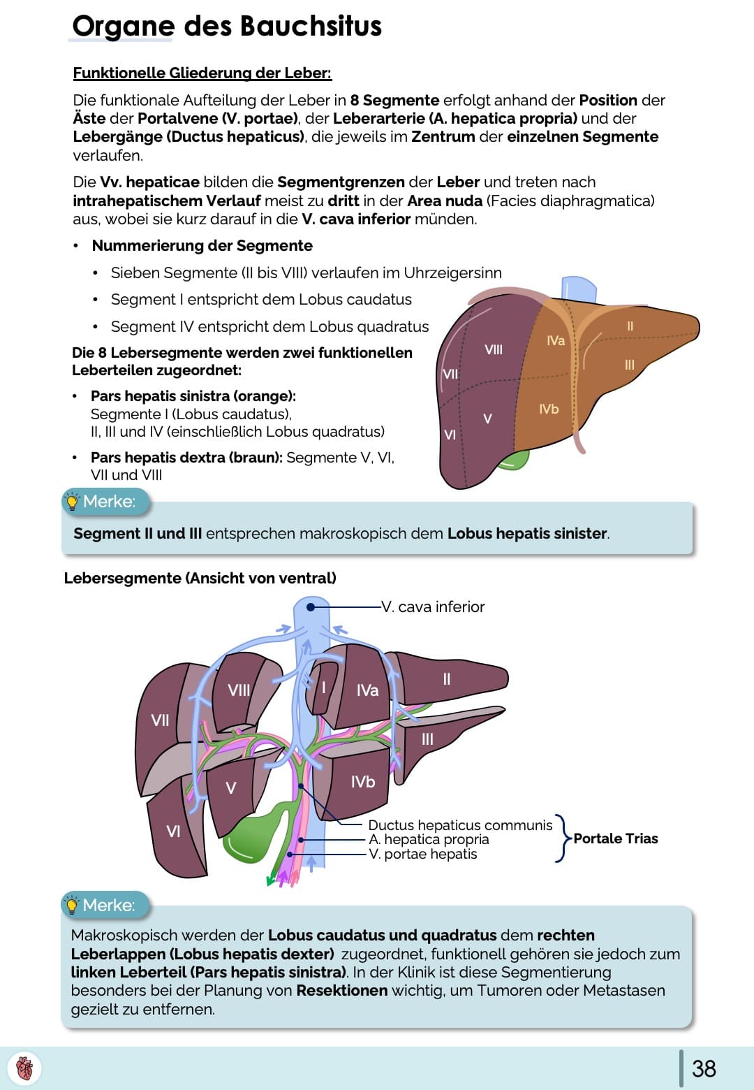 Anatomie-Paket (30% off)