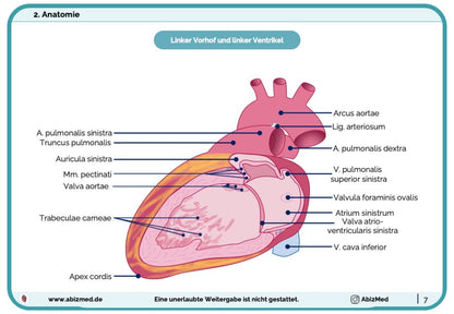Herz (Anatomie) - Lernkarten