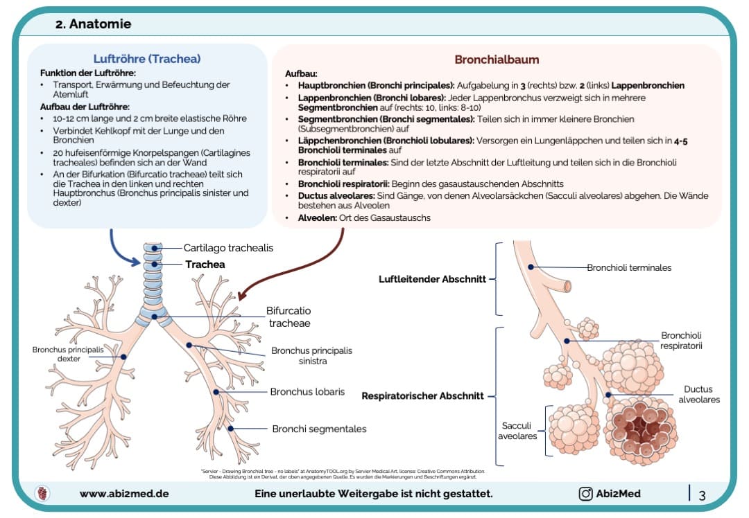 Respiratorisches System (Anatomie & Physiologie) - Lernkarten