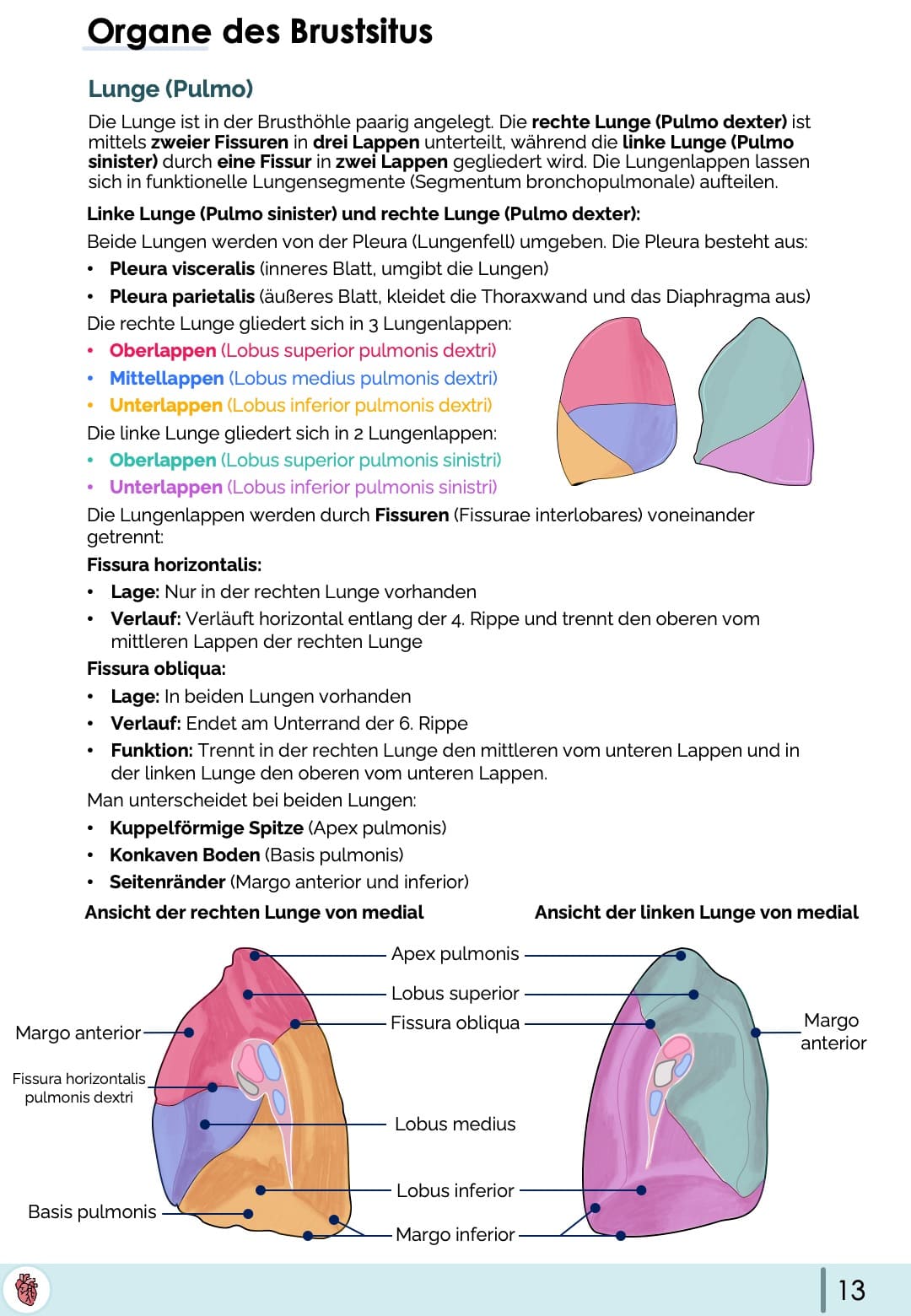 Lunge (Pulmo)