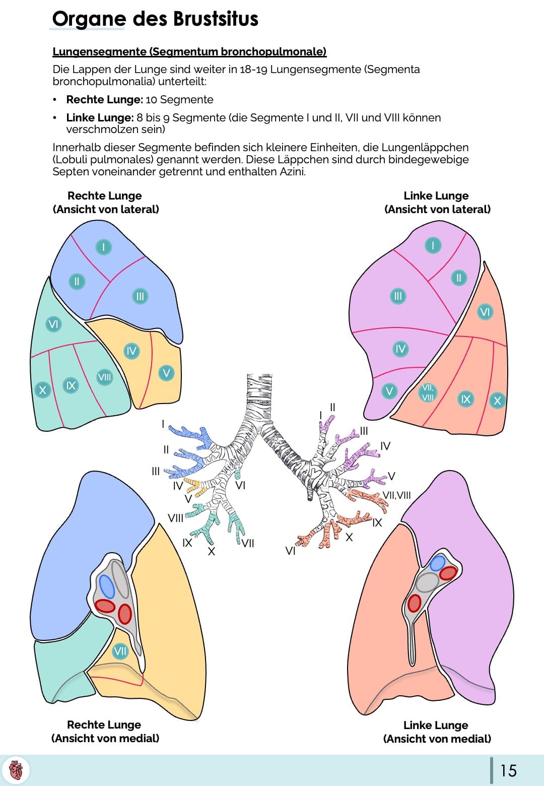 Lunge Anatomie