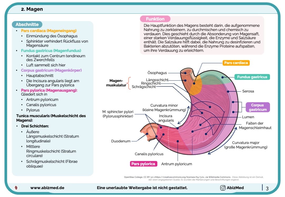 Magen Anatomie