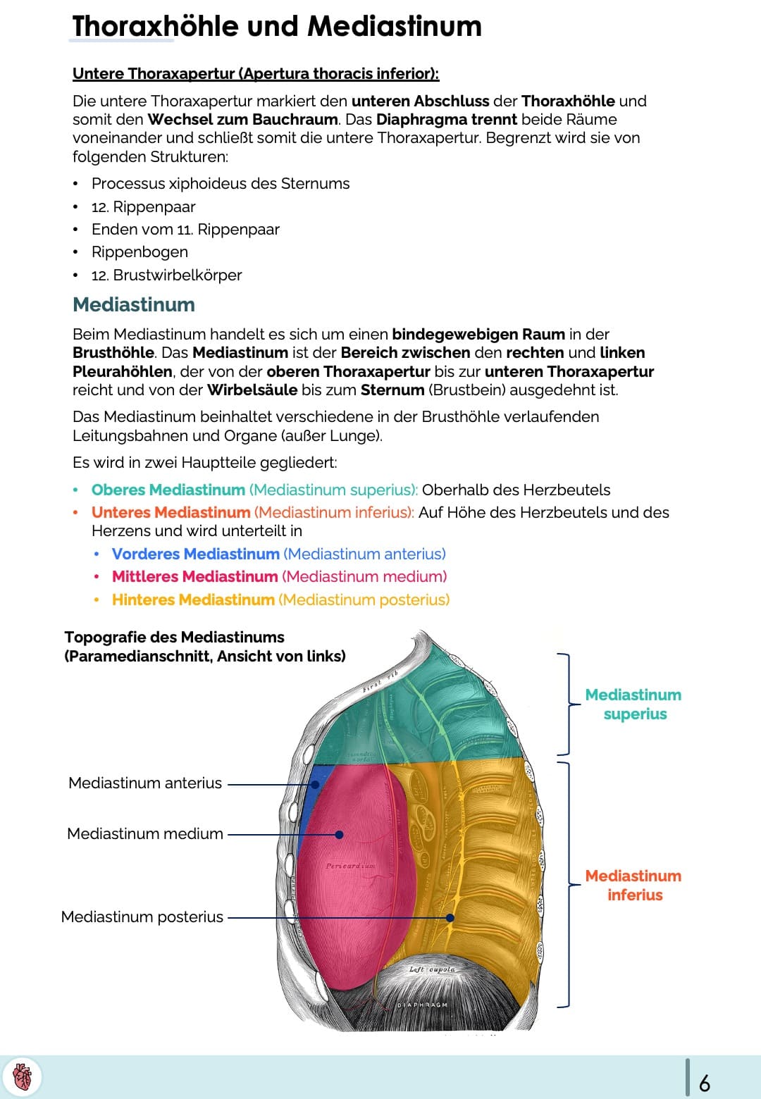 Thorax