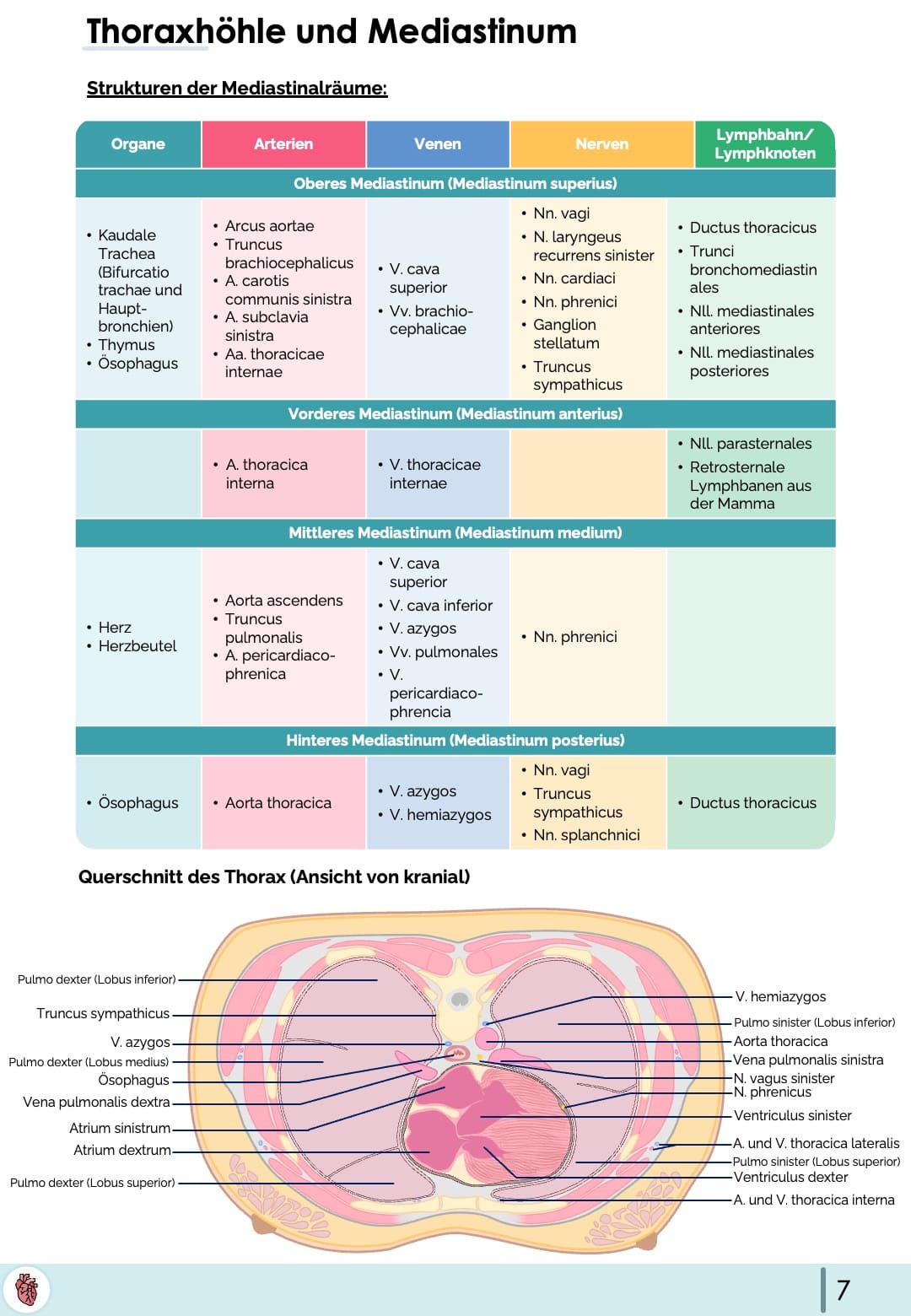 Mediastinum