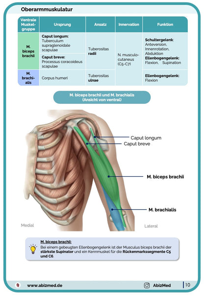Muskeln (Anatomie) - Lernkarten