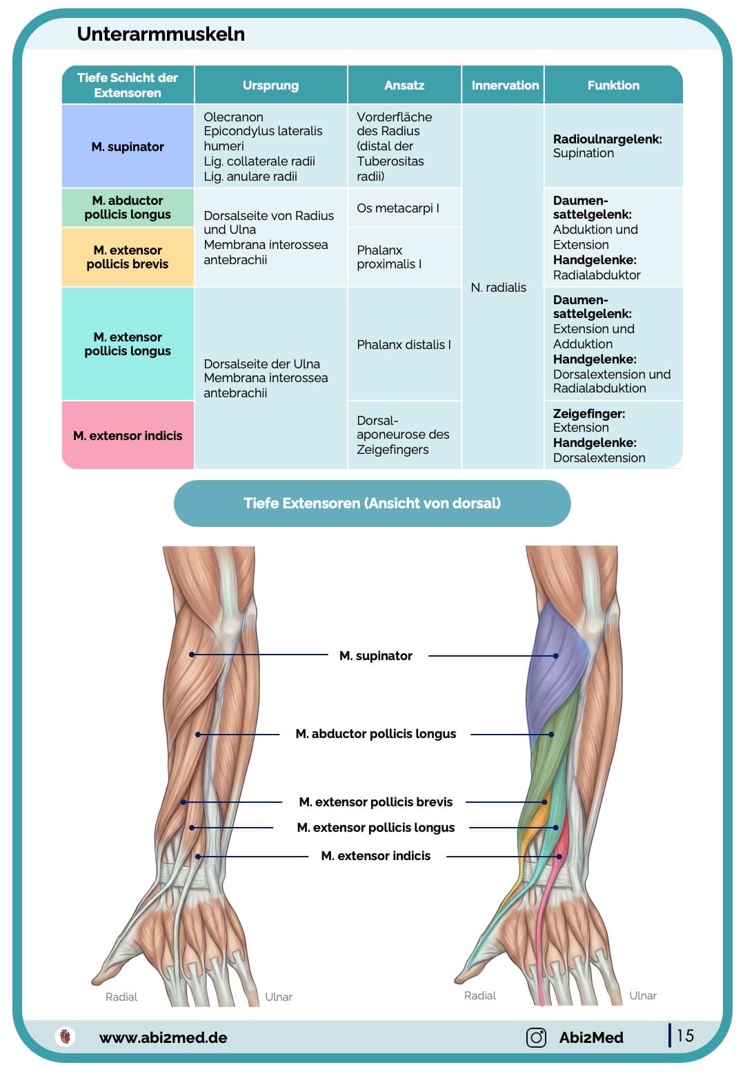 Muskeln (Anatomie) - Lernkarten