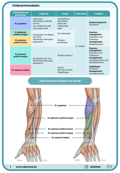 Muskeln (Anatomie) - Lernkarten
