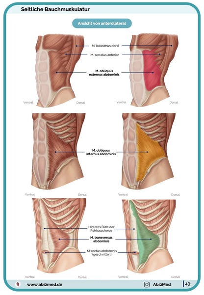 Muskeln (Anatomie) - Lernkarten