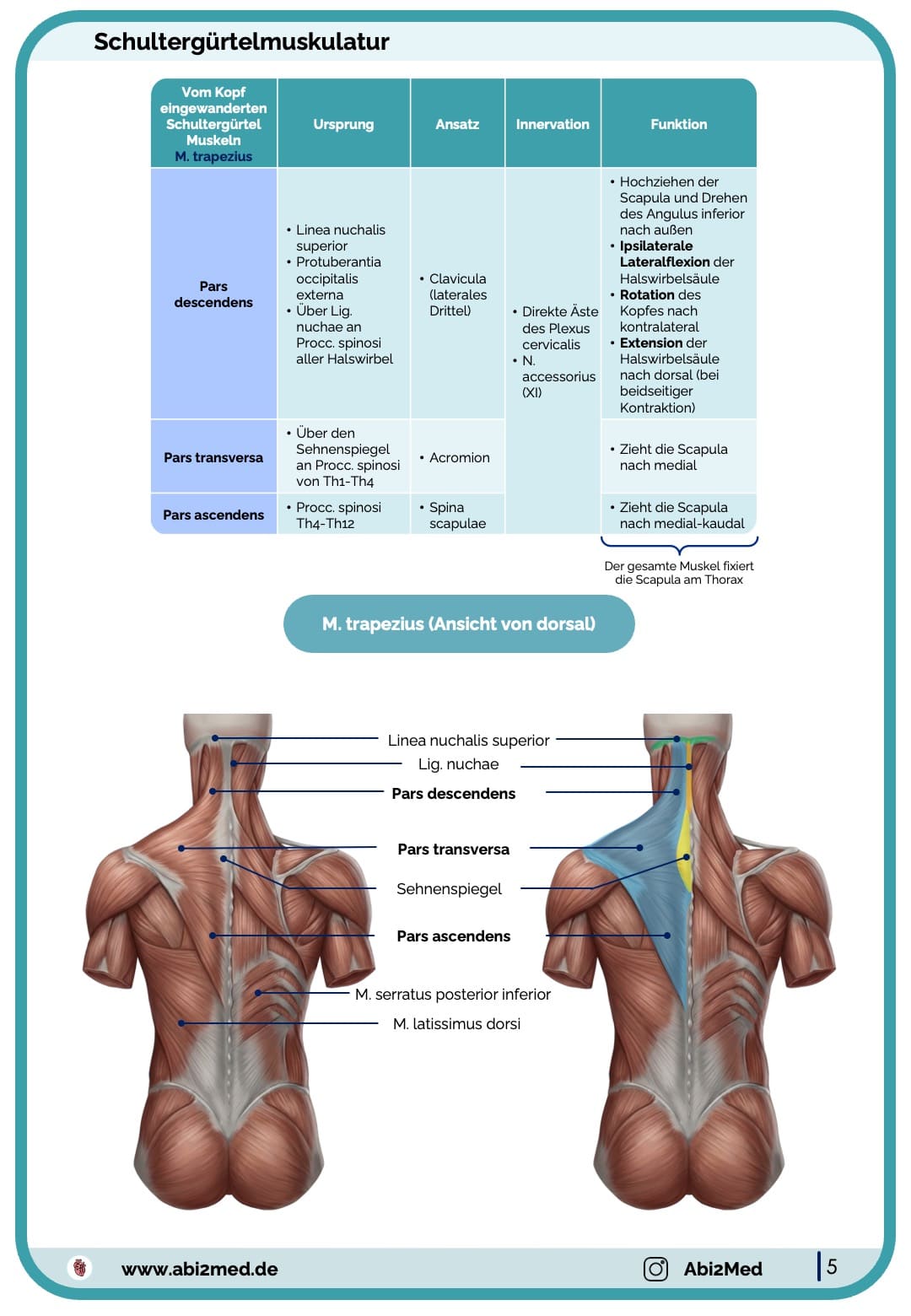 Muskeln (Anatomie) - Lernkarten