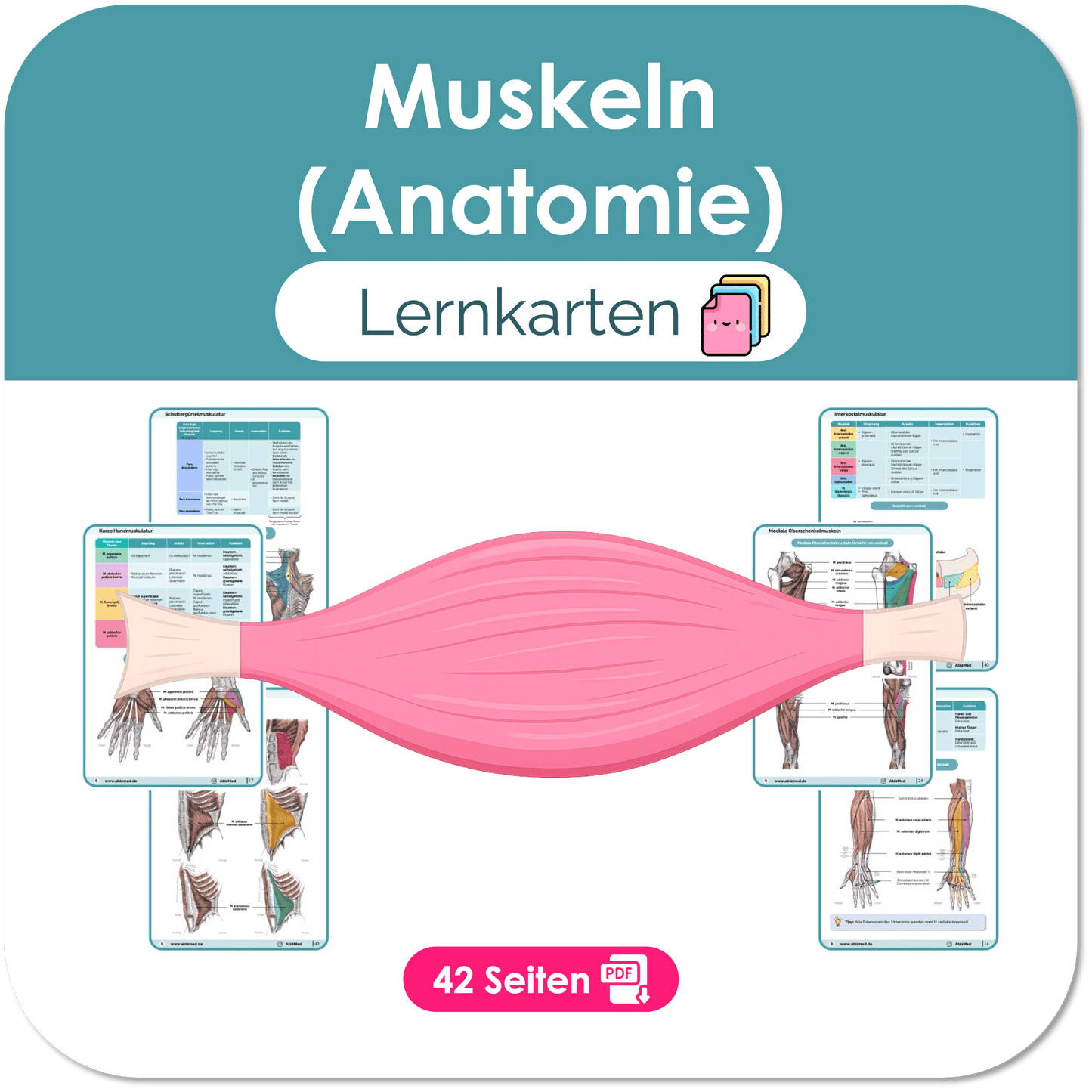 Muskeln (Anatomie) - Lernkarten