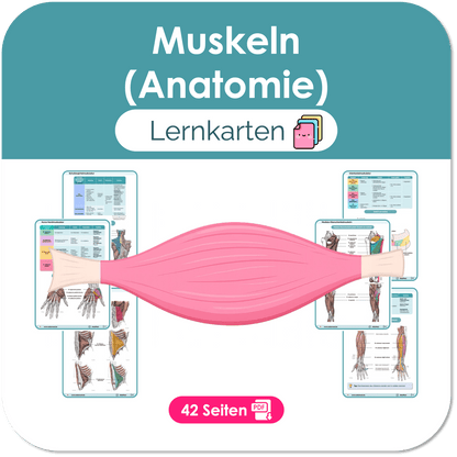 Muskeln (Anatomie) - Lernkarten