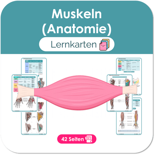 Muskeln (Anatomie) - Lernkarten