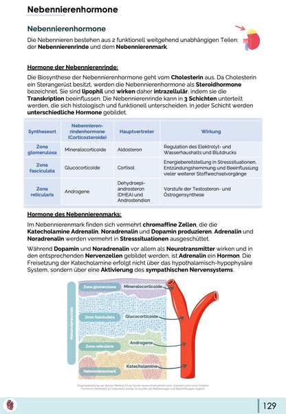 Nebennierenhormone