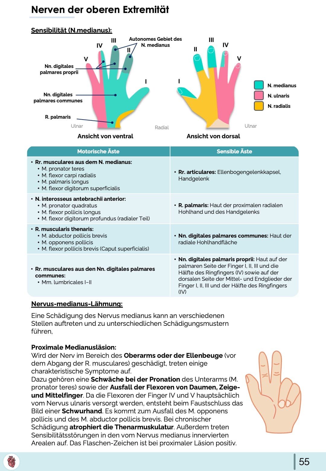 Sensible Innervation Hand